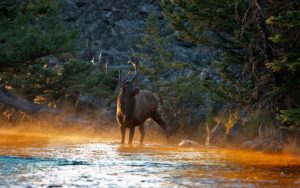 deer-river-mountains-light-shade-trees-nature